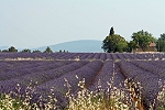 J-P-Grapperon  (11)